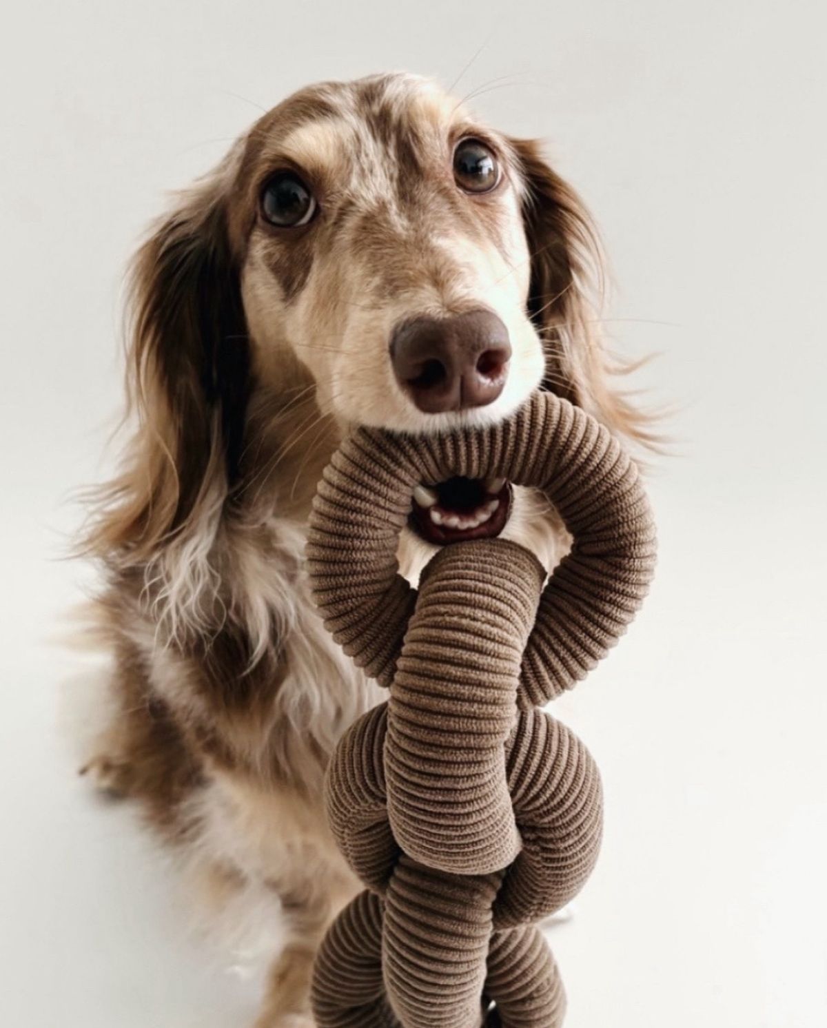 Playful pet essentials