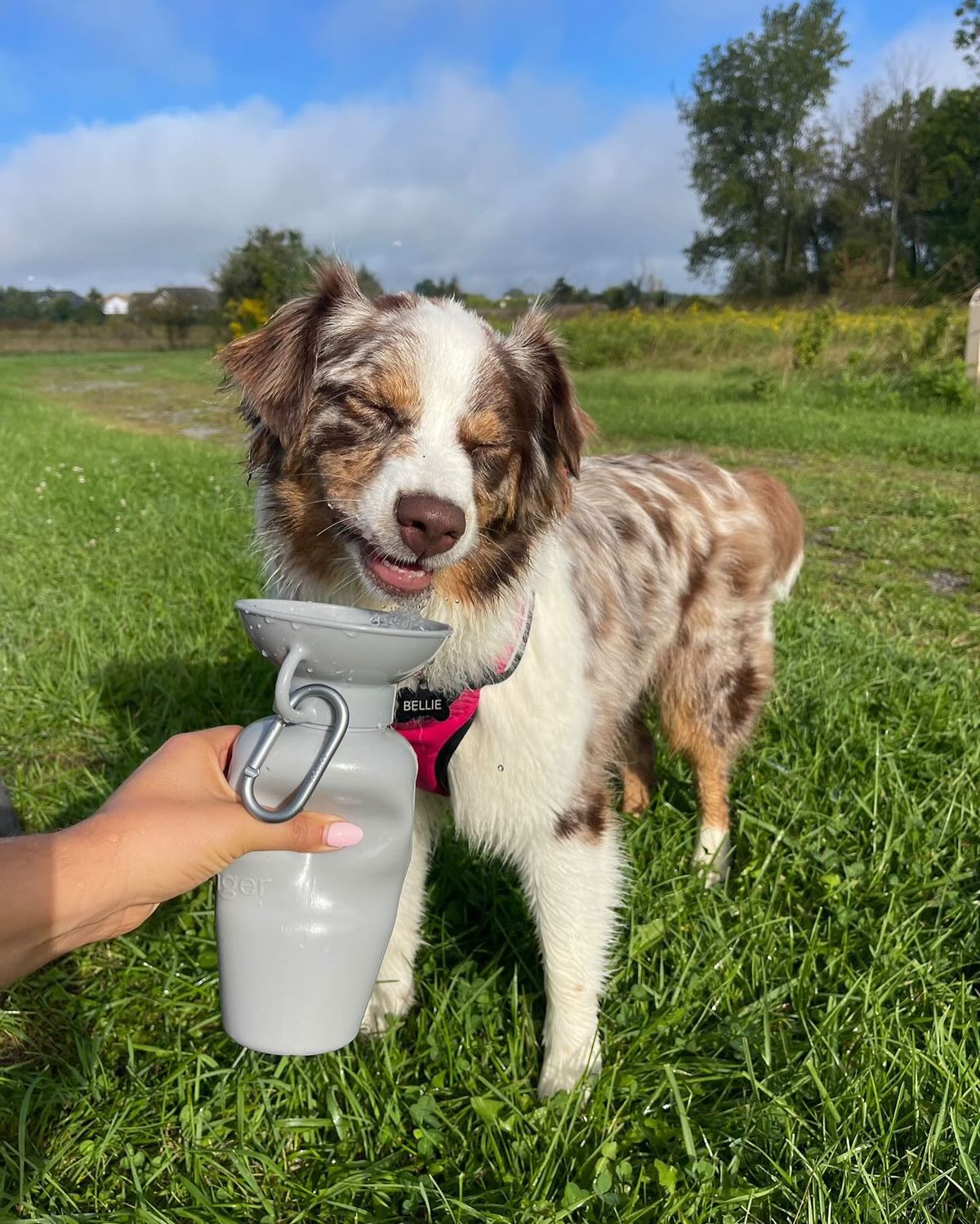 Pet feeding and hydration essentials