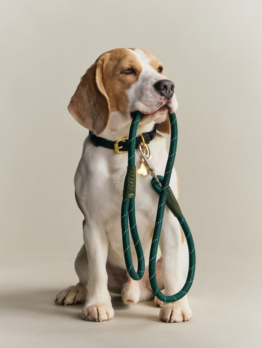 Pet accessories for walks