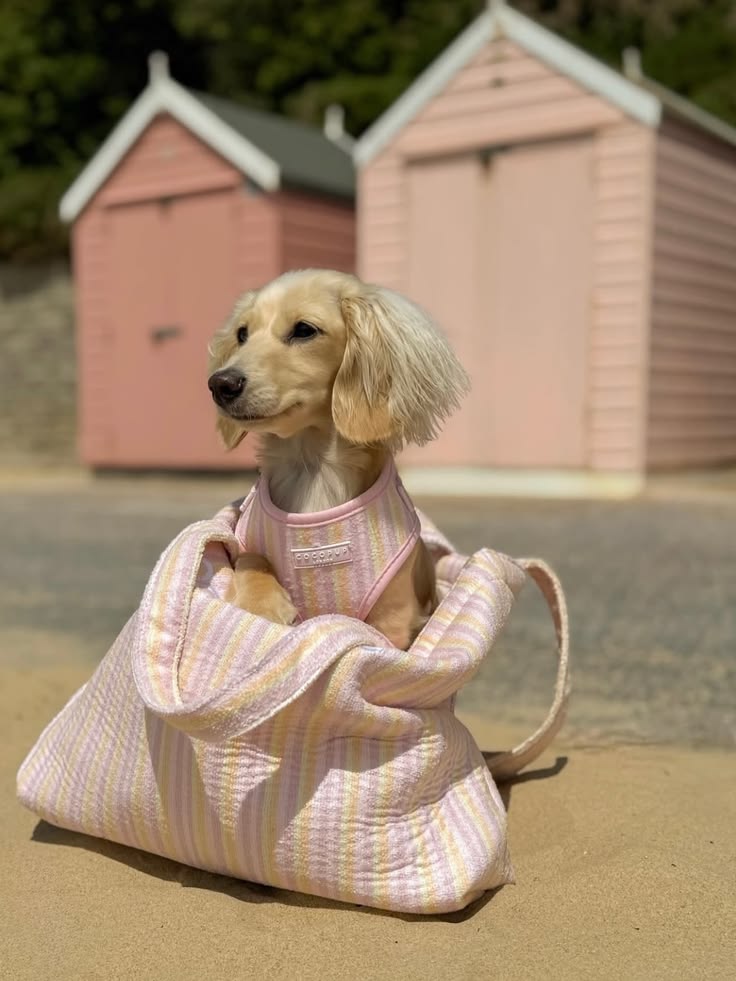 Pet travel accessories